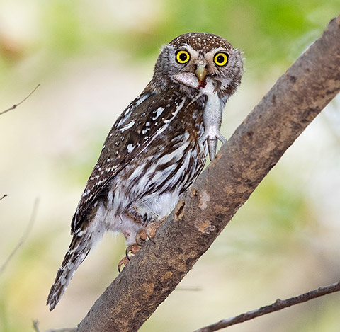 Pearl-spotted Owlet